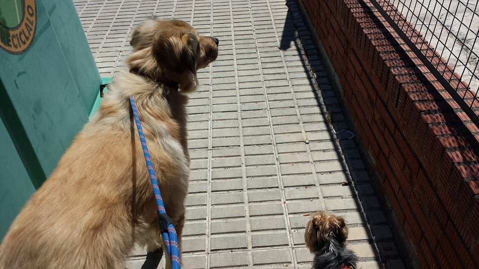 guardería canina web mascotas