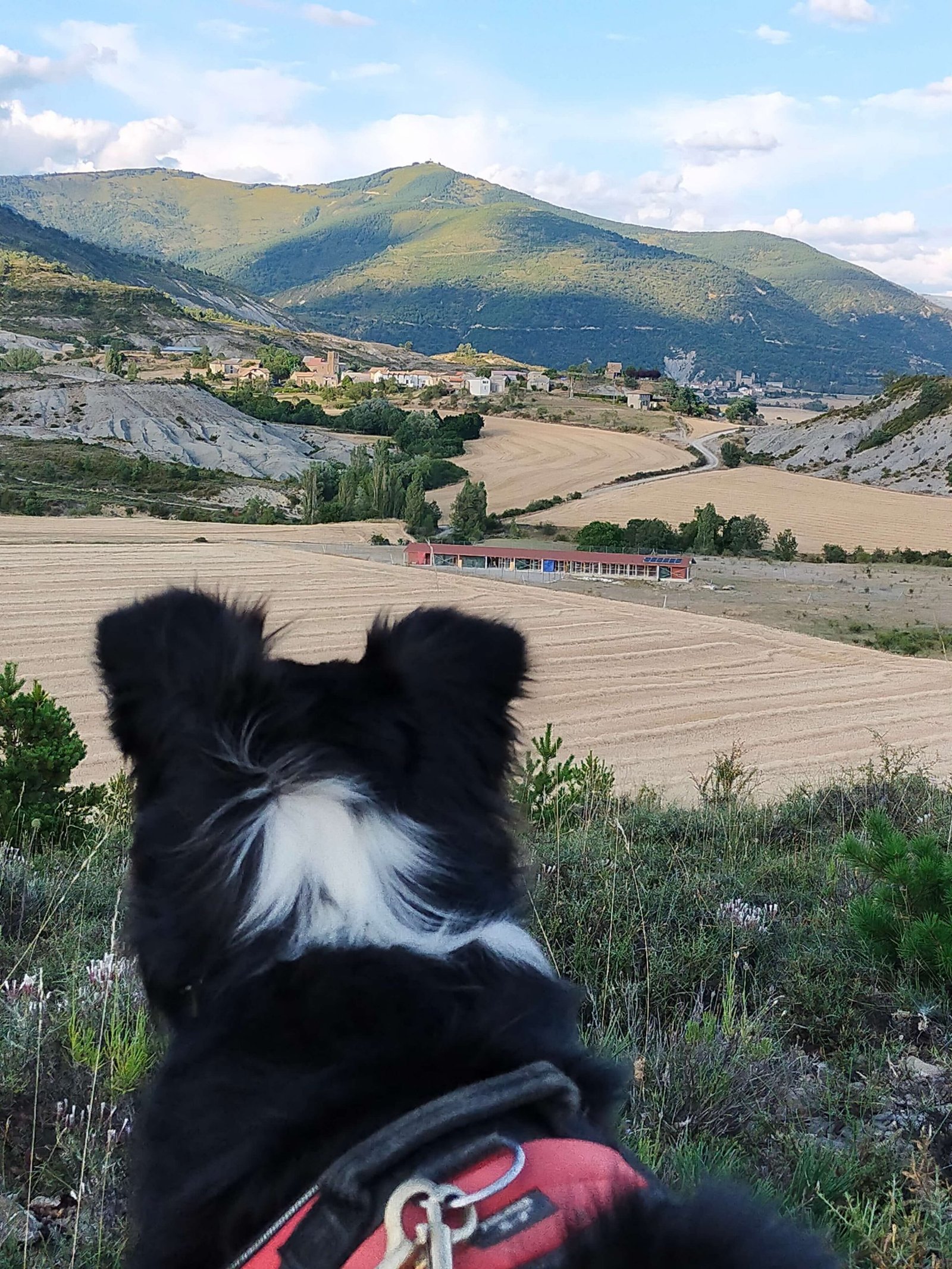 residencia canina luna mon