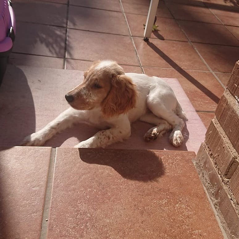 guardería canina web mascotas