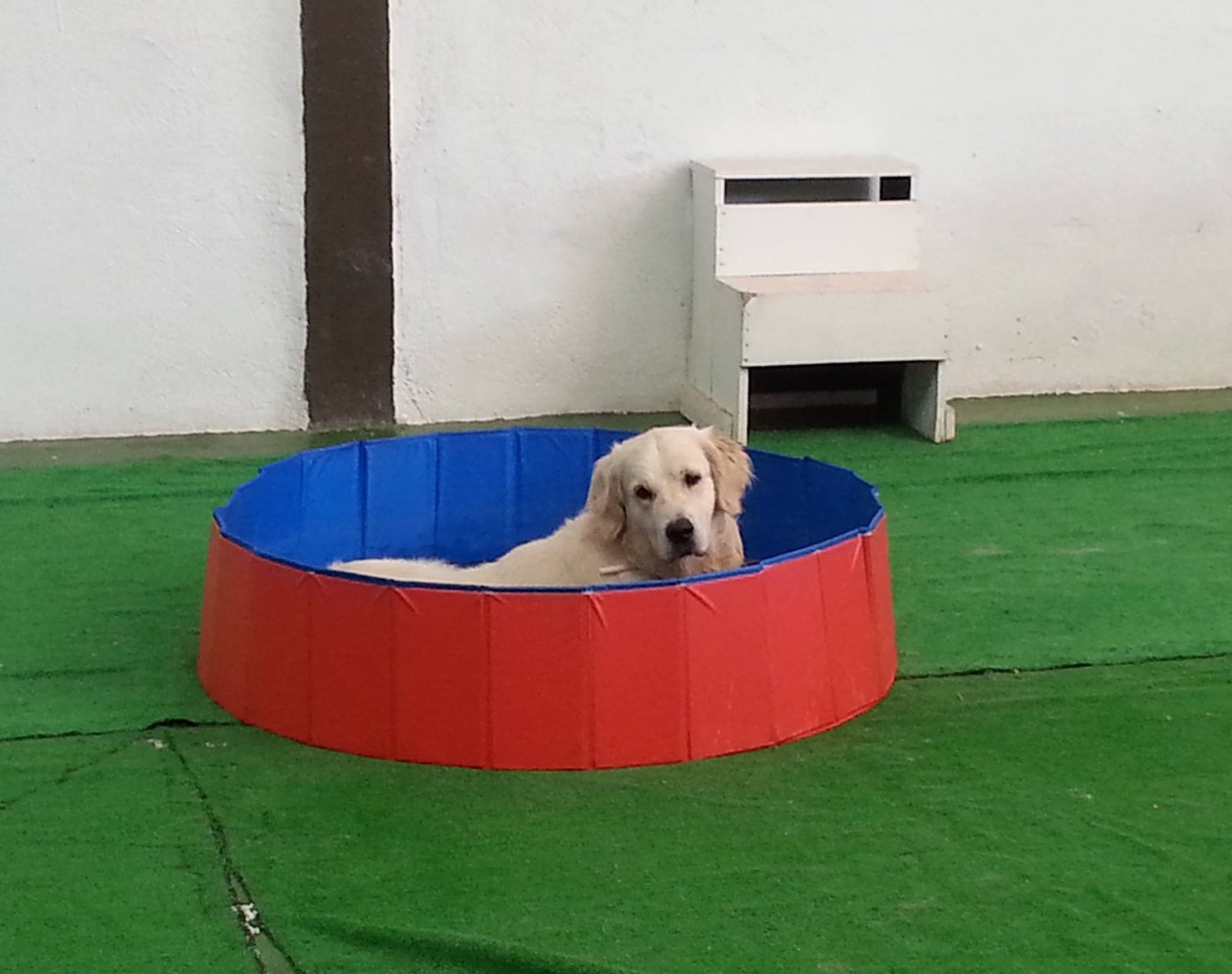 guardería canina web mascotas