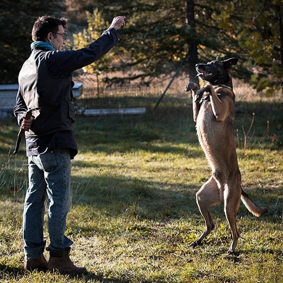 residencia canina jacan