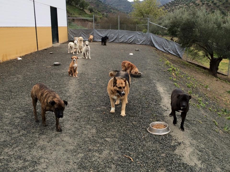 residencia canina dogisticat