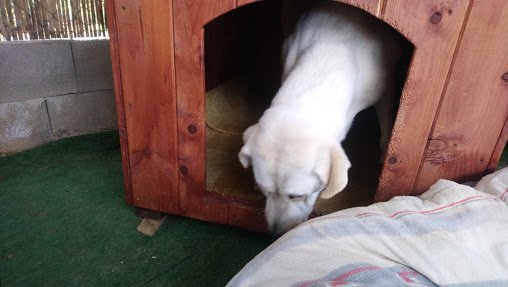 residencia canina gabis hunde wiese