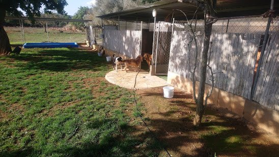 residencia canina gabis hunde wiese