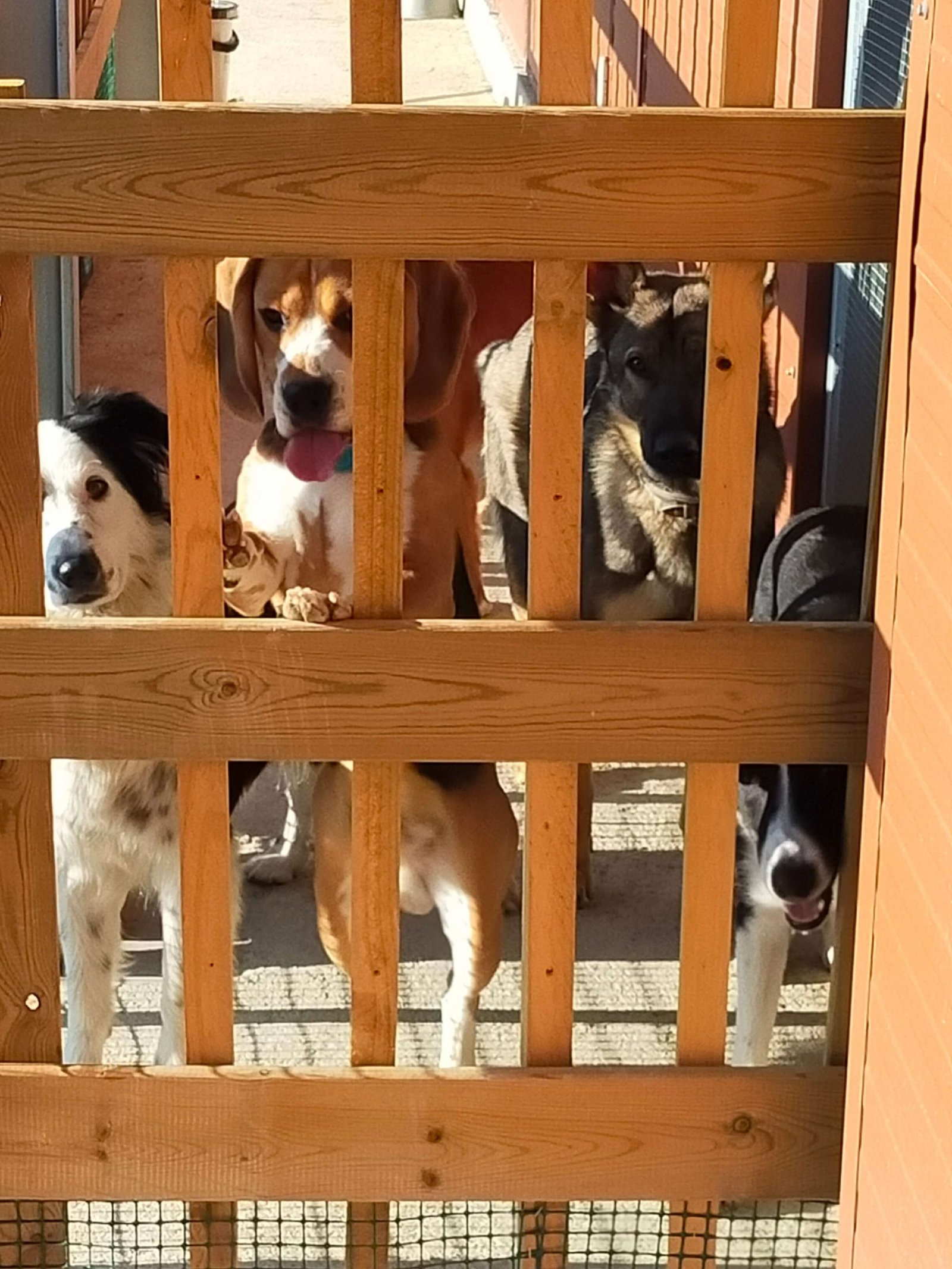 residencia canina luna mon