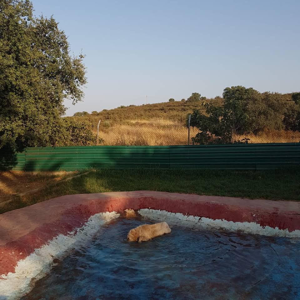 residencia canina ivsanco