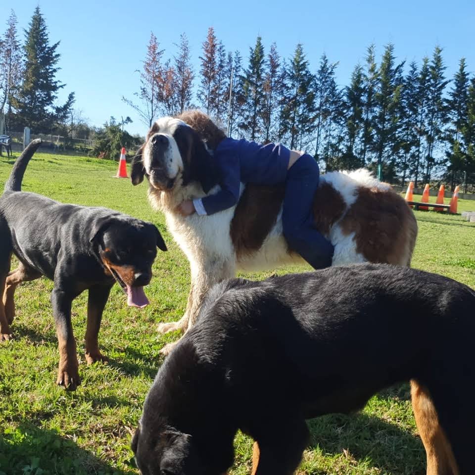 residencia canina ivsanco