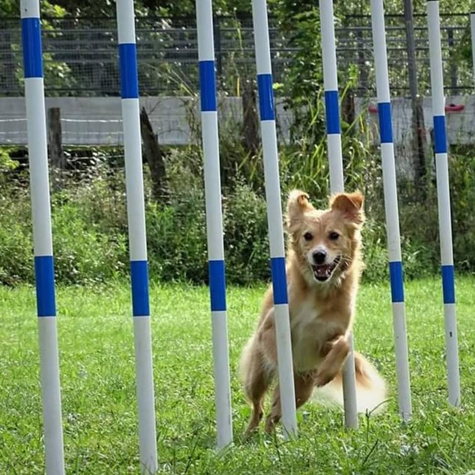 residencia canina san sebastian