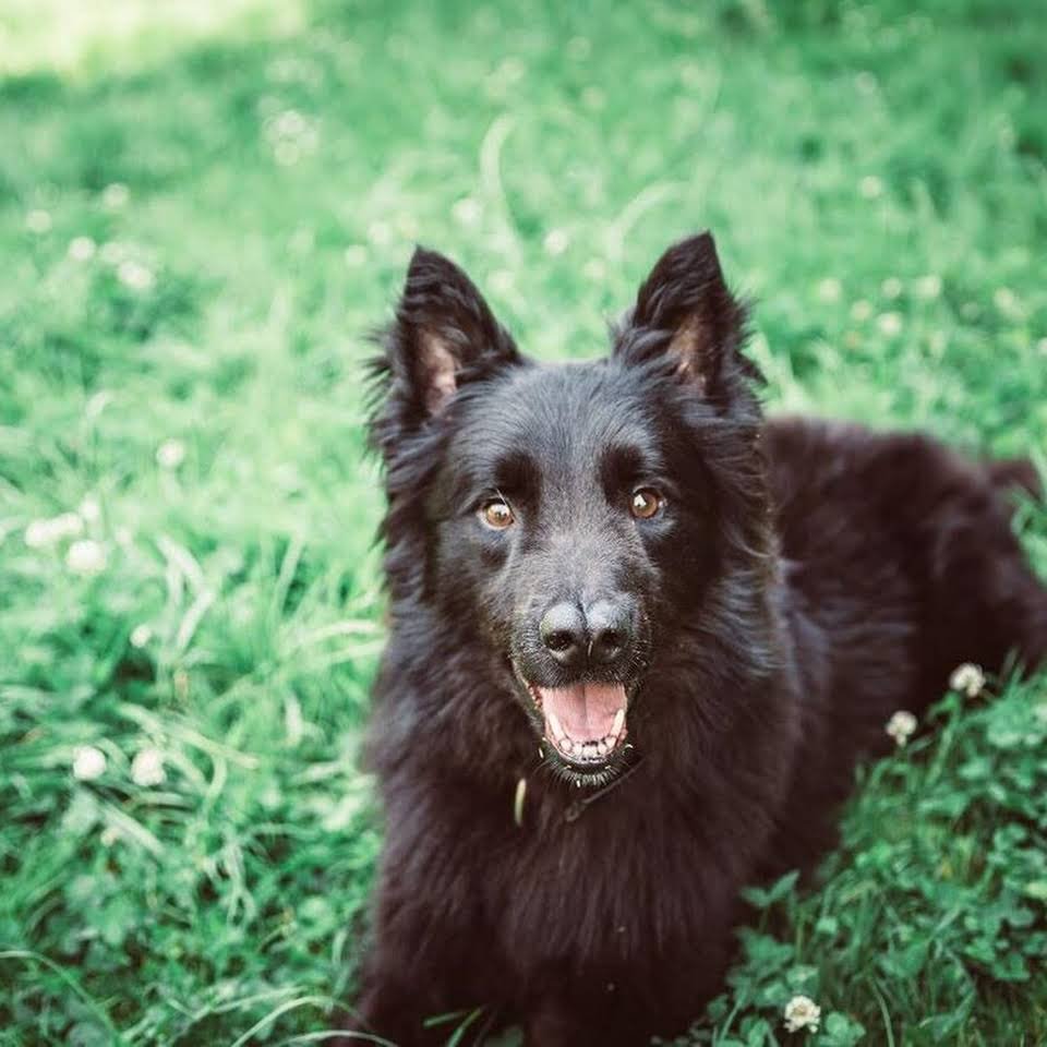 residencia canina san sebastian