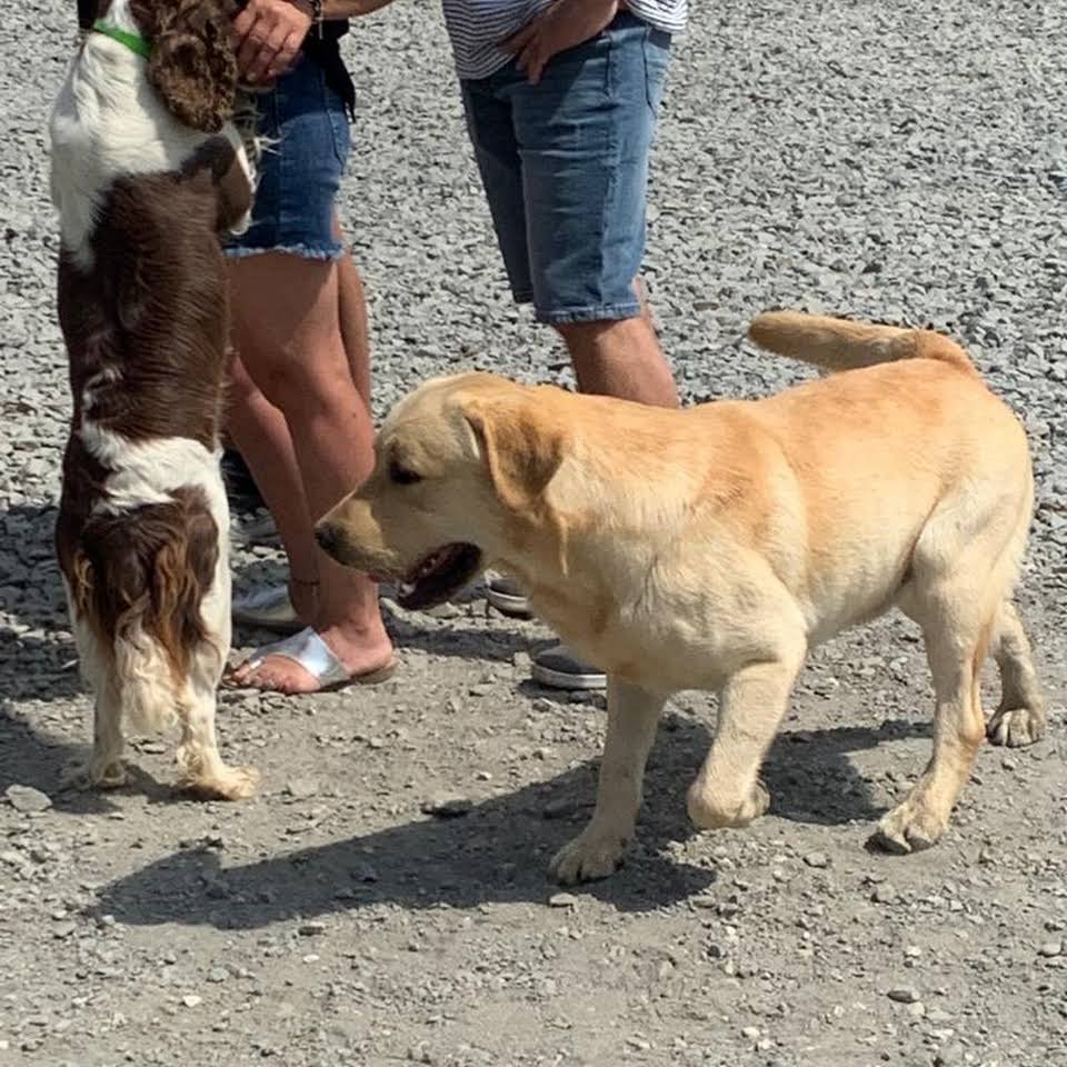 residencia canina ivsanco