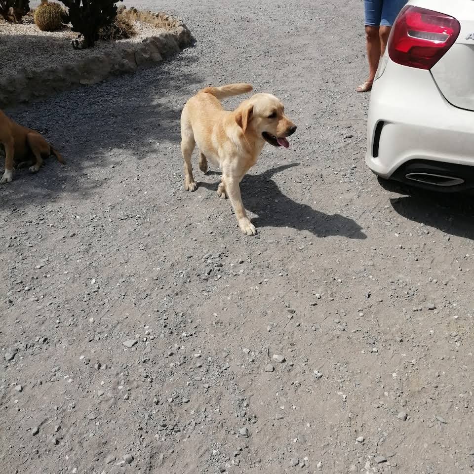 residencia canina ivsanco