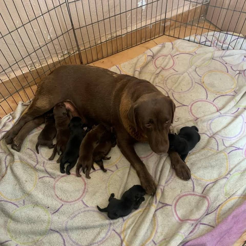 residencia canina ivsanco