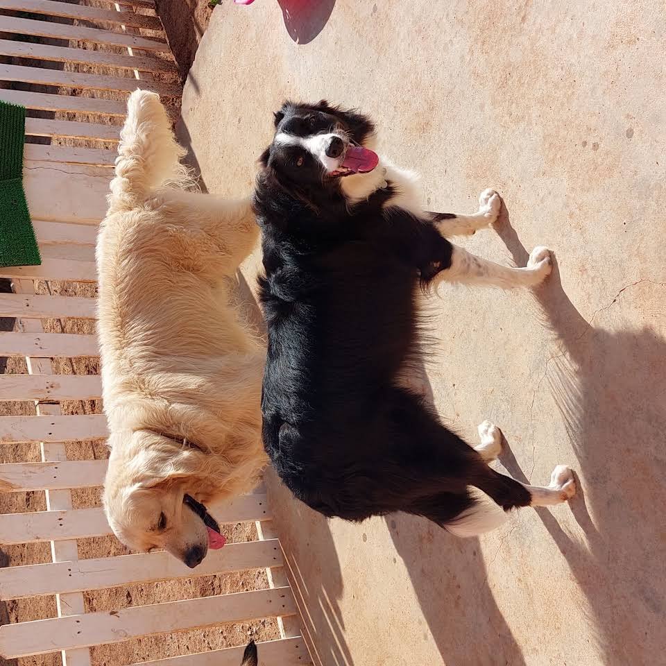 guardería canina sa caseta