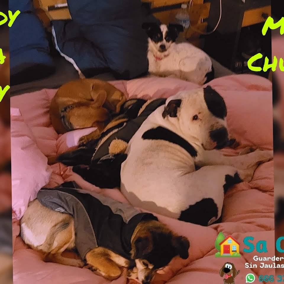 guardería canina sa caseta