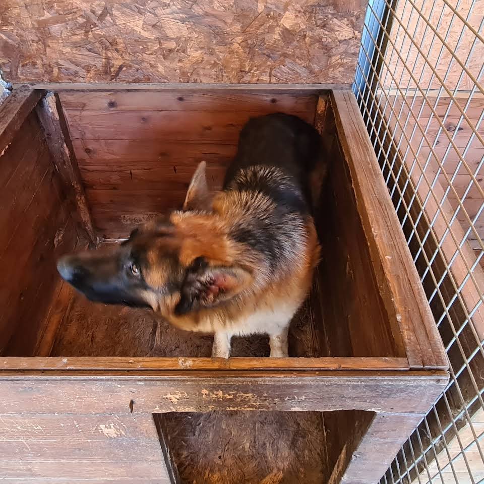 residencia canina manzacan