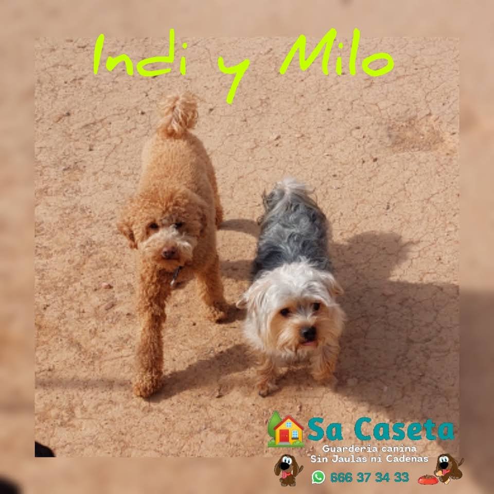 guardería canina sa caseta