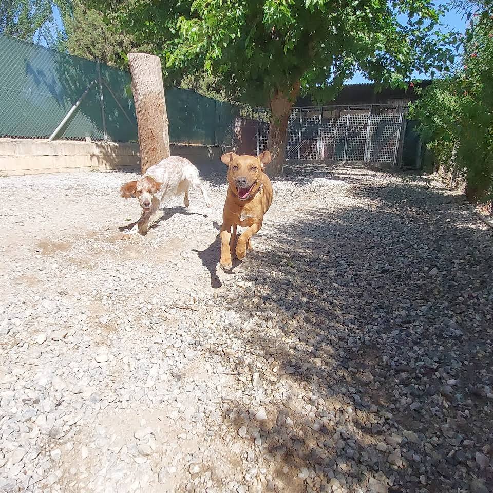 centro canino fontagria
