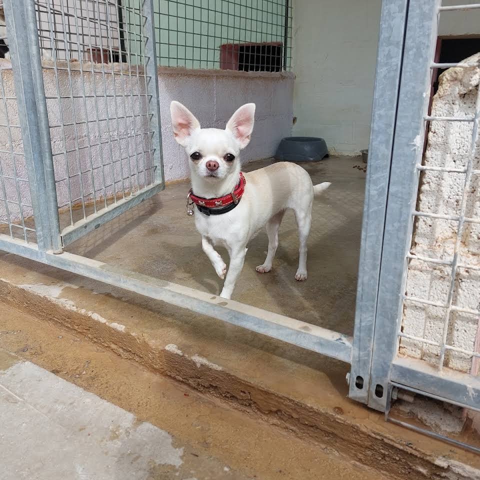 centro canino fontagria