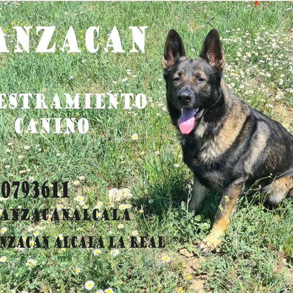 residencia canina manzacan