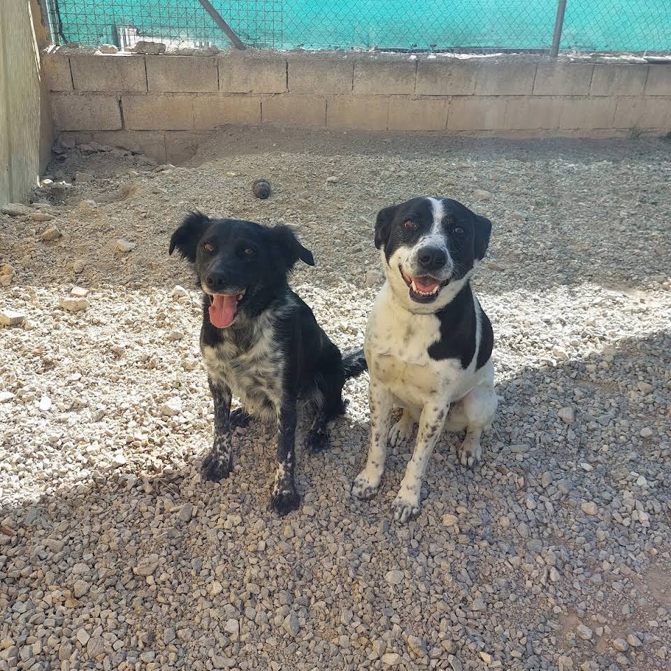 centro canino fontagria