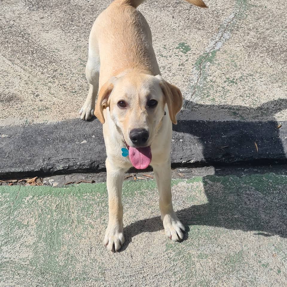 residencia canina manzacan