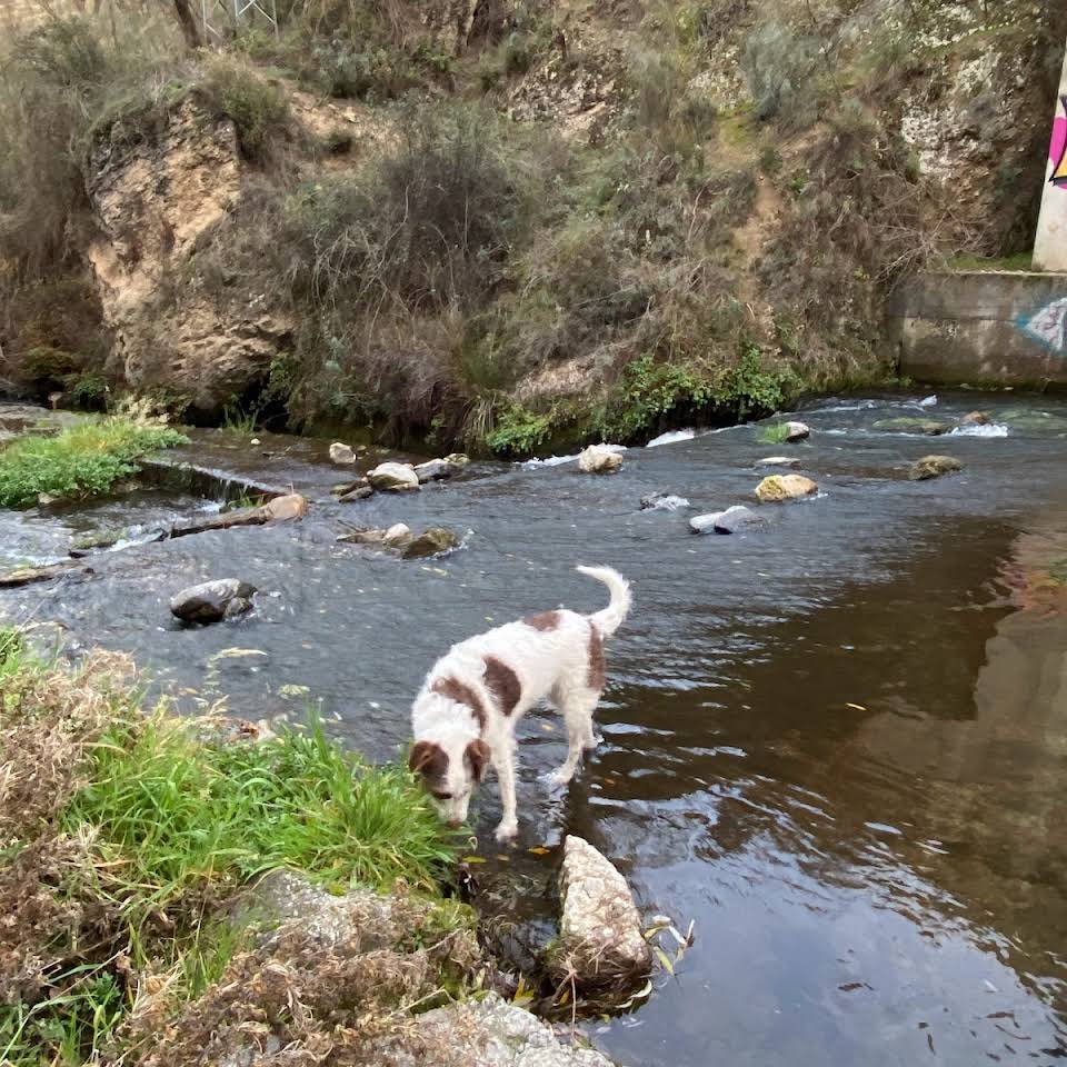 residencia canina genil