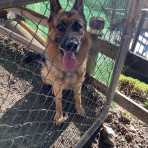 residencia canina genil