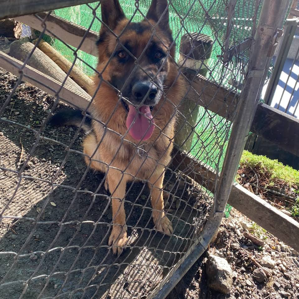 residencia canina genil