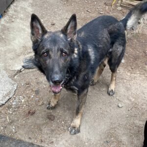 residencia canina genil