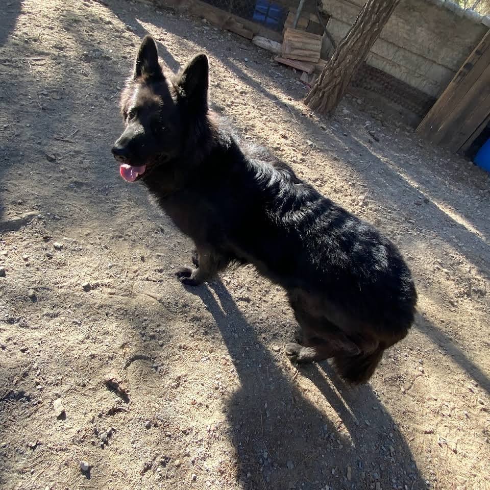 residencia canina genil