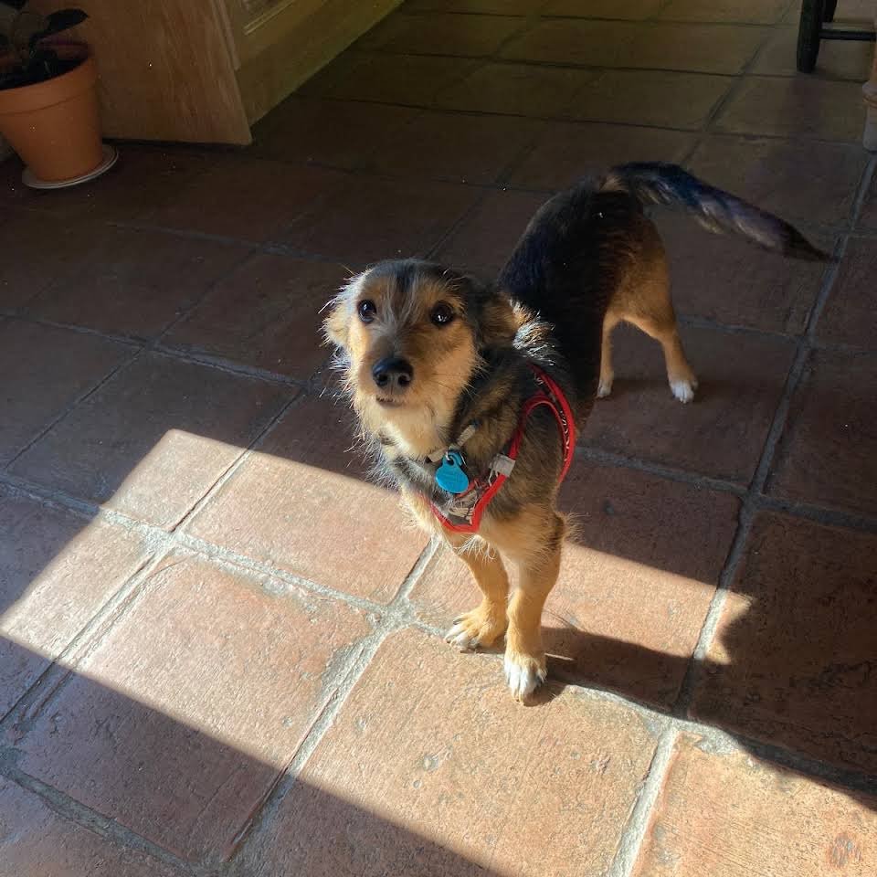 residencia canina genil