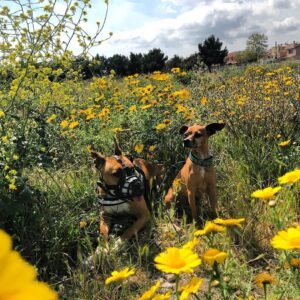 residencia canina sa ca nina
