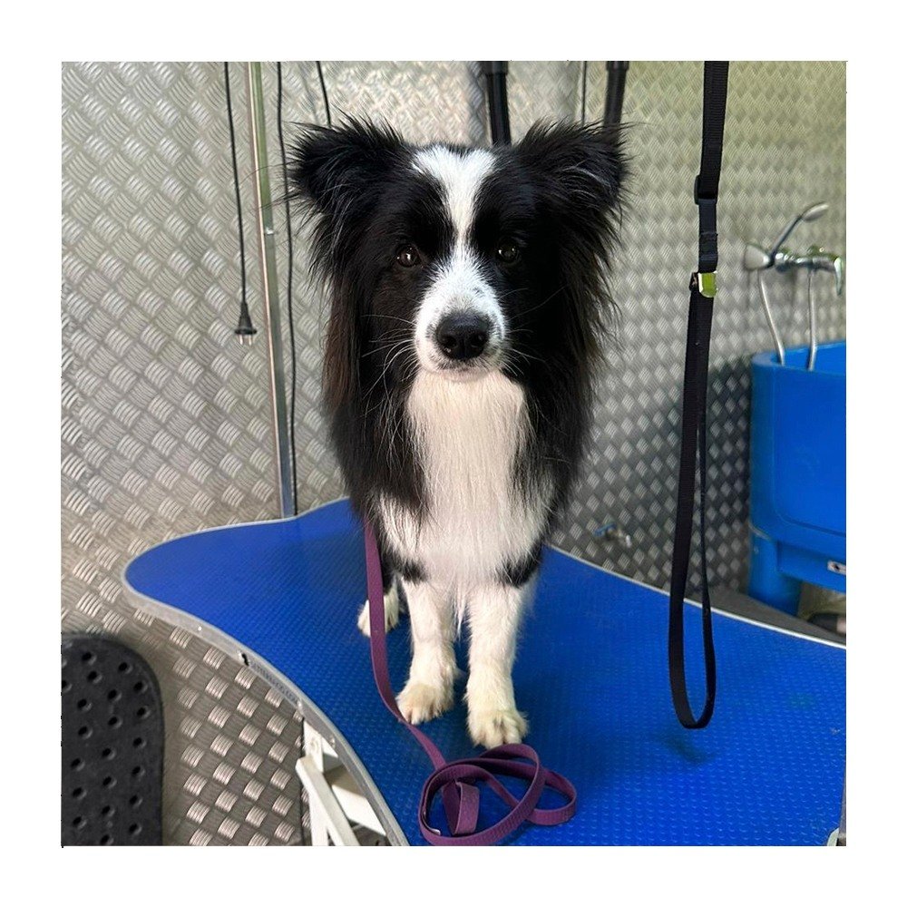 residencia canina ecoanimalia