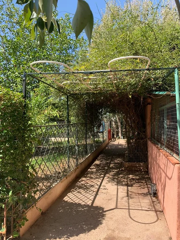 residencia canina las chiveas