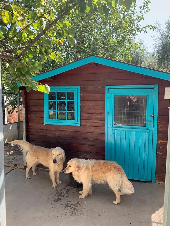 residencia canina las chiveas