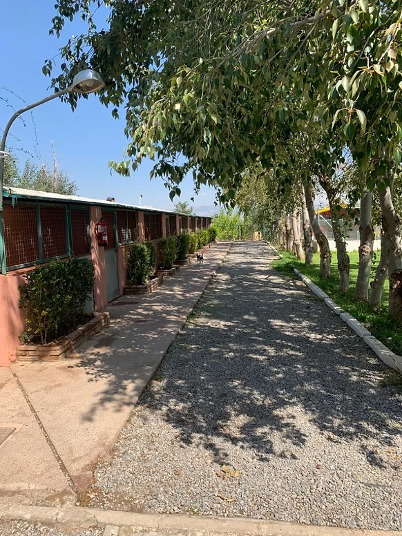 residencia canina las chiveas