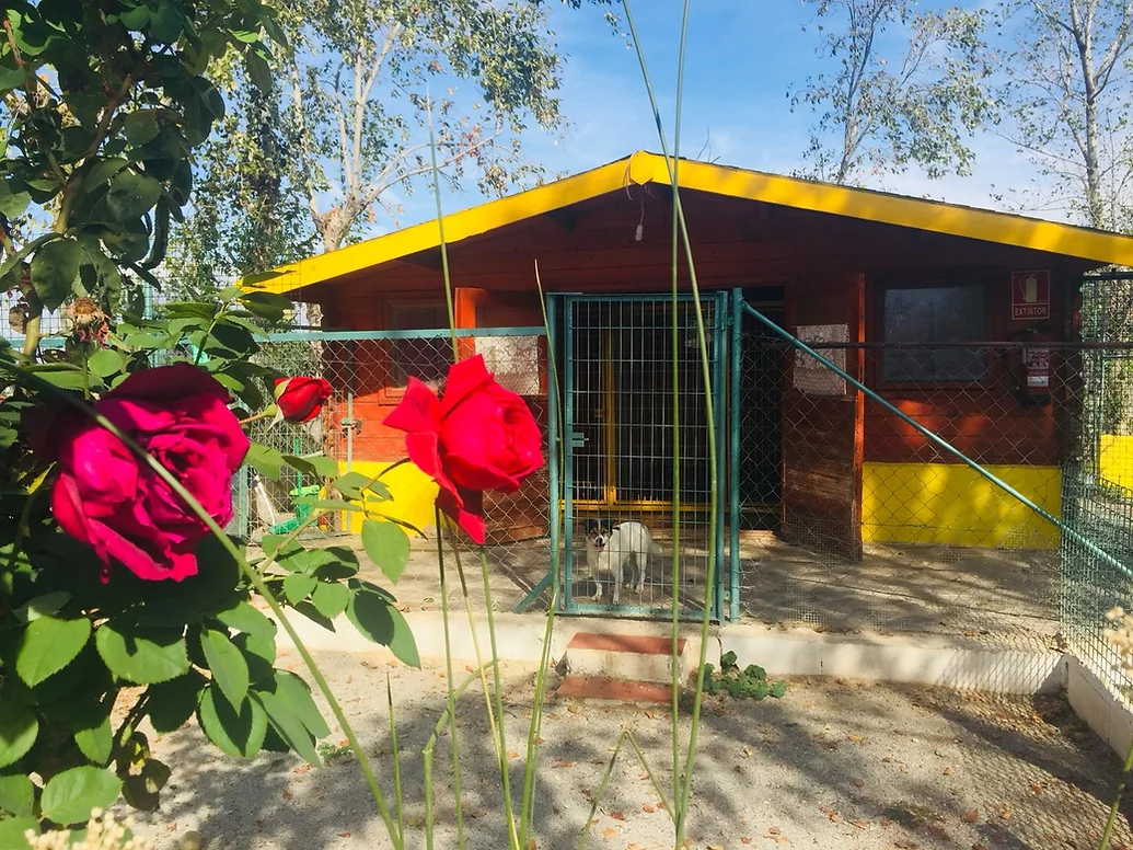 residencia canina las chiveas