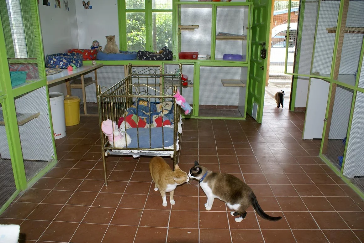 residencia canina las chiveas