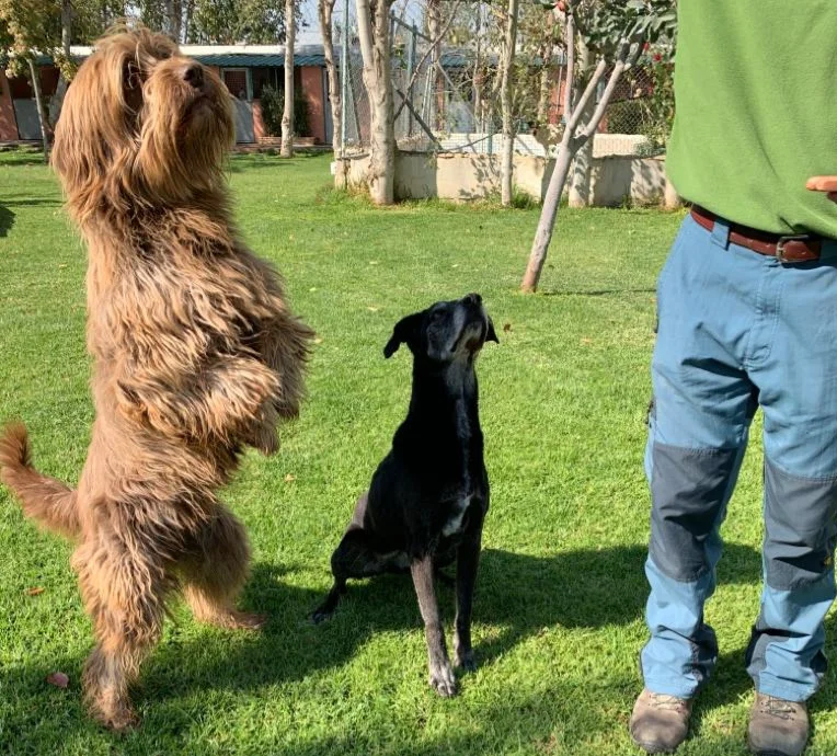 residencia canina las chiveas