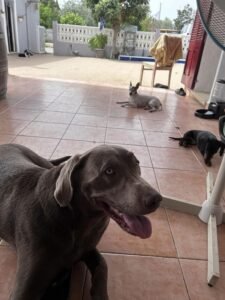 residencia canina sa ca nina