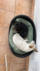 residencia canina sa ca nina