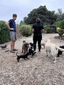 residencia canina sa ca nina
