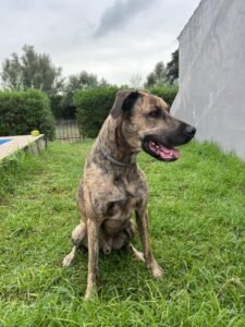 residencia canina sa ca nina