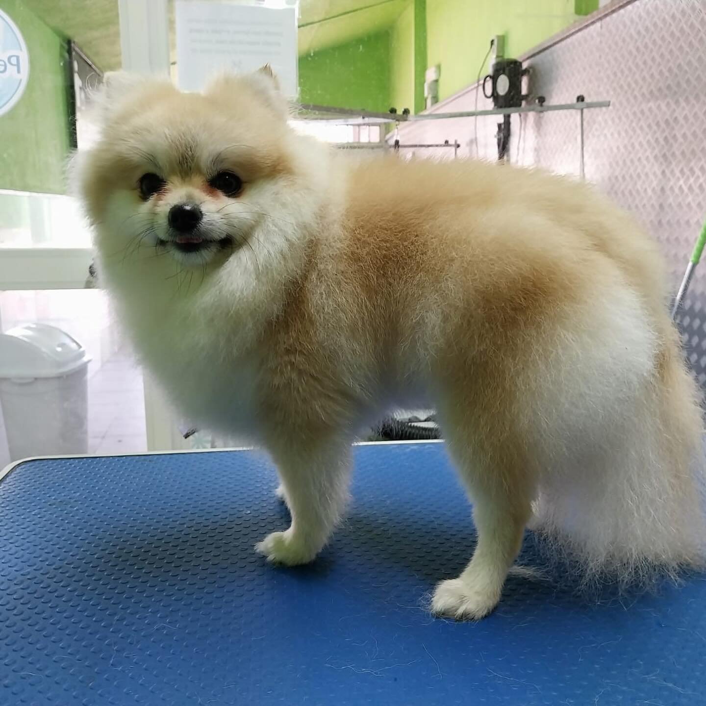 residencia canina ecoanimalia