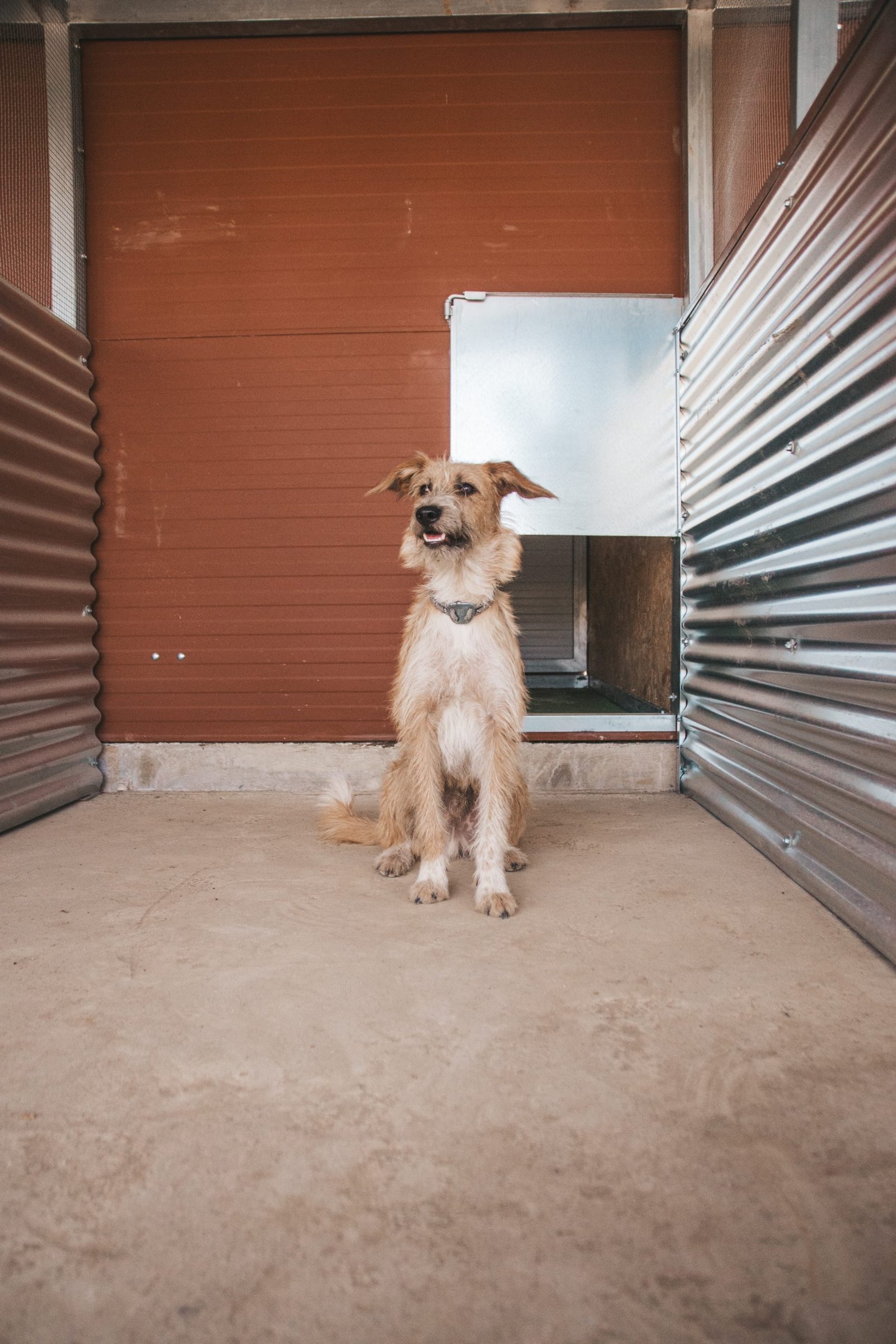 residencia canina luna mon