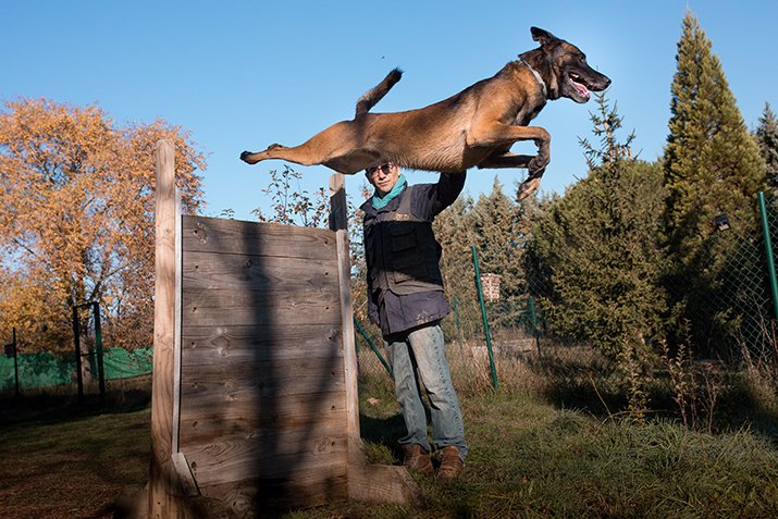 residencia canina jacan