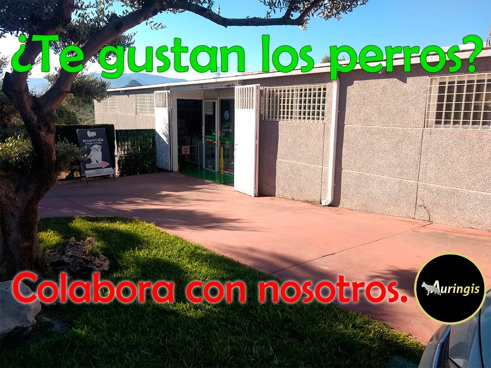 residencia canina ecoanimalia