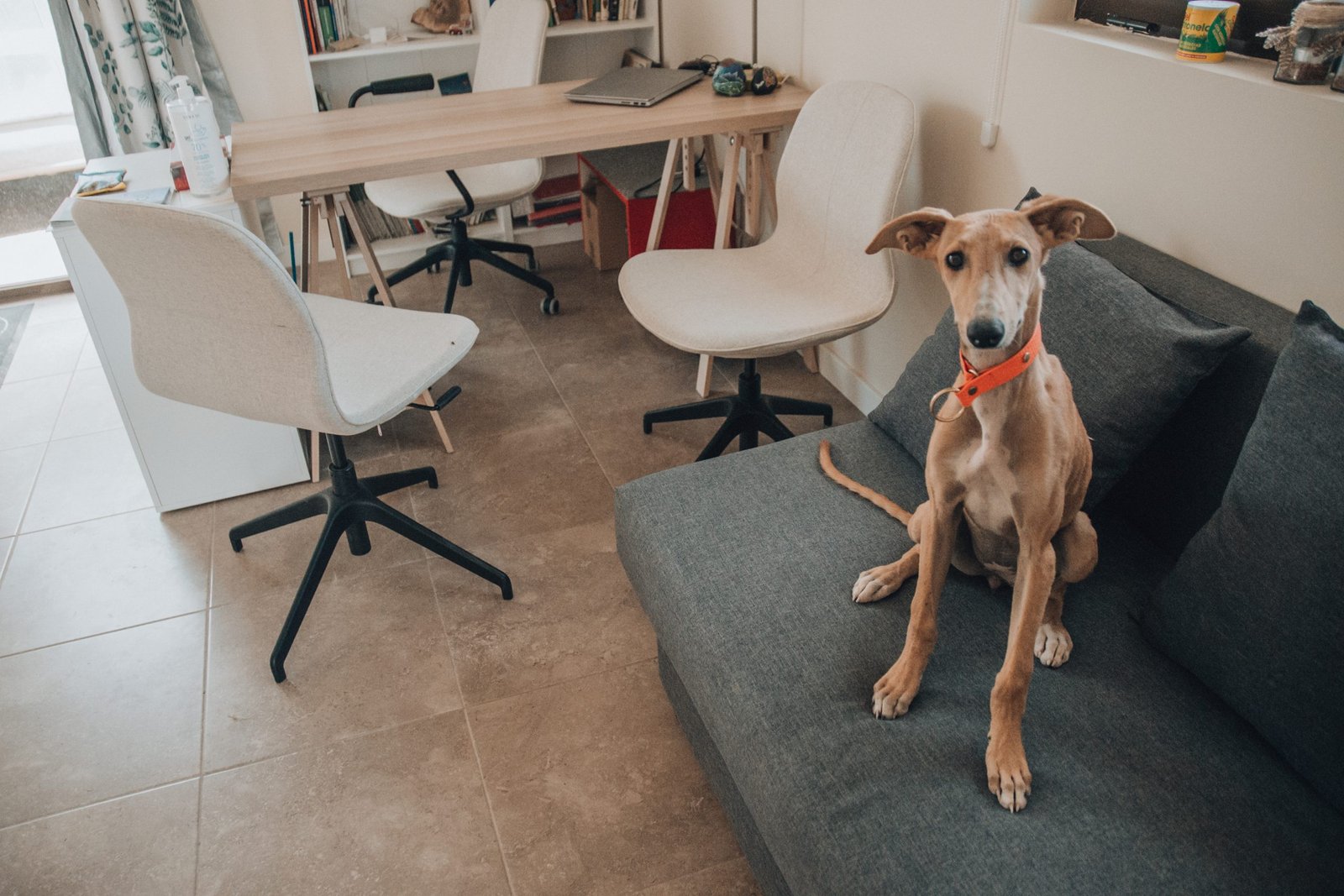 residencia canina luna mon