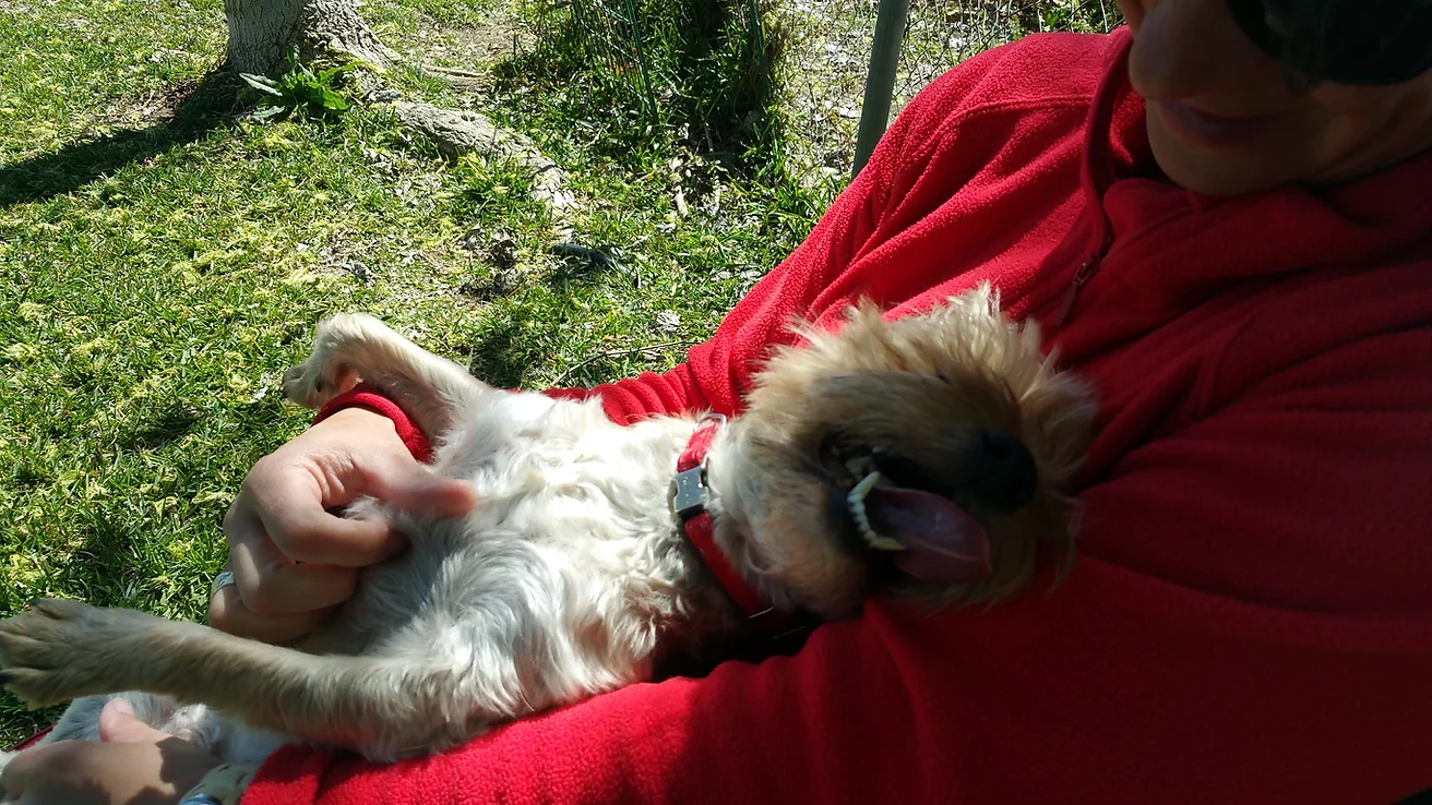 residencia canina sur can