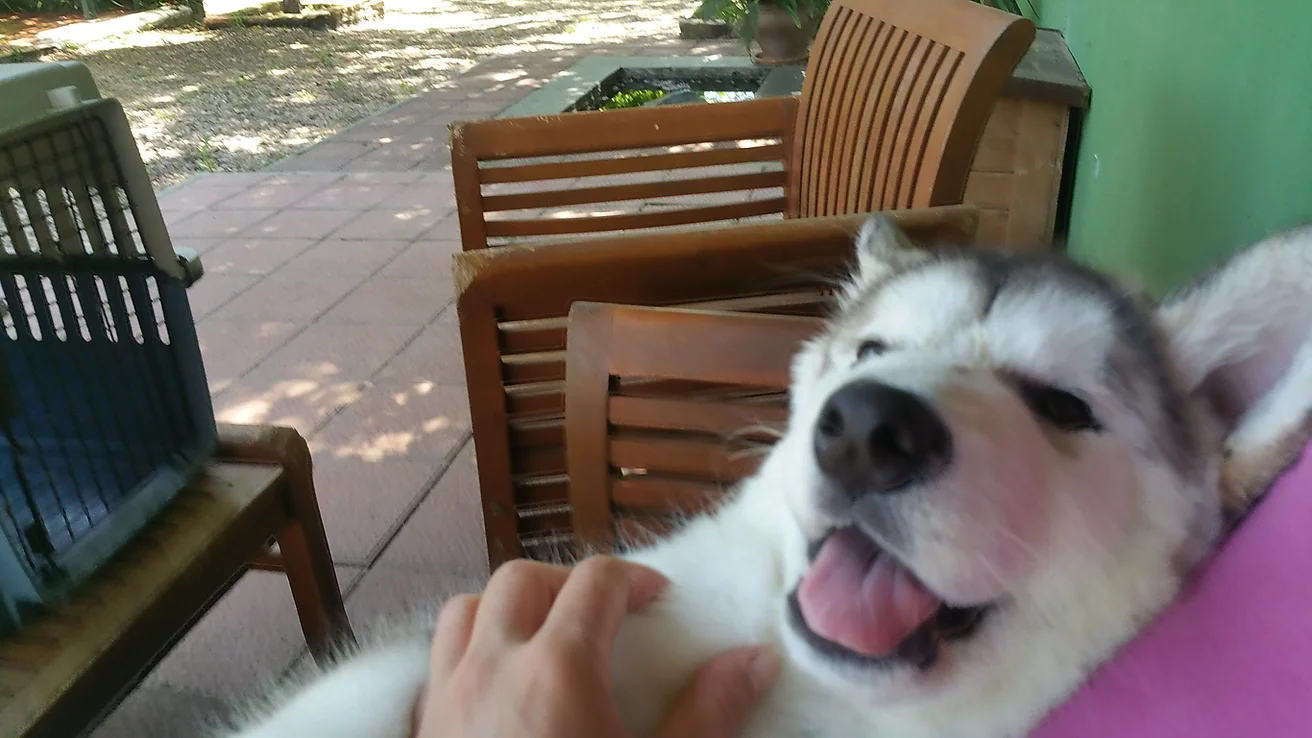 residencia canina sur can